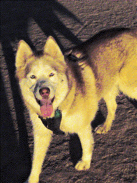 My dog, Google